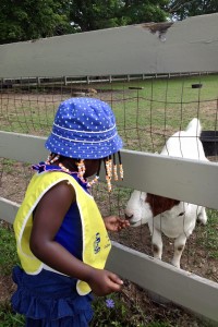 Feed the Goats